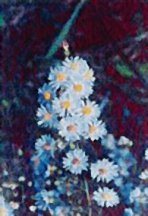 aster-heath