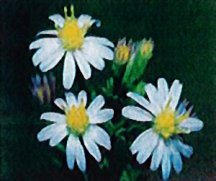 aster-smooth-blue
