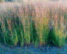 bluestem-big-bonilla