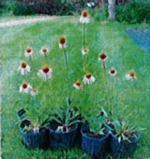 coneflower-narrowleaf