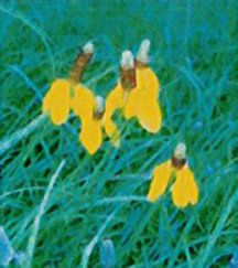 coneflower-prairie-upright-yellow