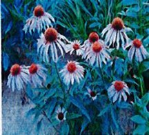 coneflower-purple
