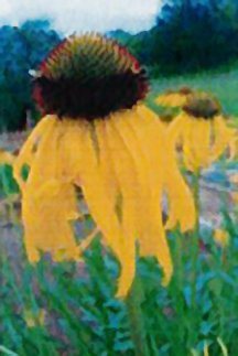 coneflower-yellow