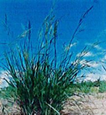 cordgrass-prairie-red-river