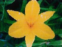 daylily-bells-of-gold