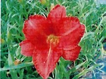 daylily-chicago-apache