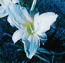 daylily-ice-carnival