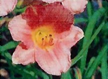 daylily-my-melinda