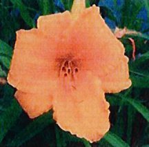 daylily-spellbinder1