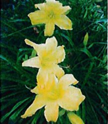 daylily-yellow