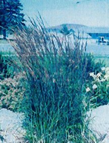 feather-reed-grass-karl-foerster