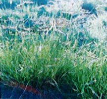 grama-blue-bad-river-ecotype