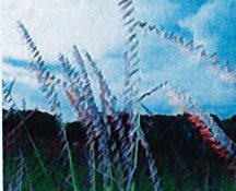 grama-sideoatspierre