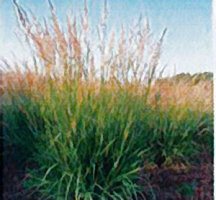 indiangrass-tomahawk