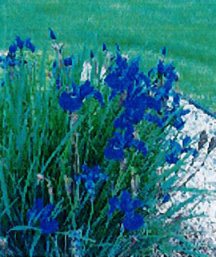 iris-siberian-caesars-brother