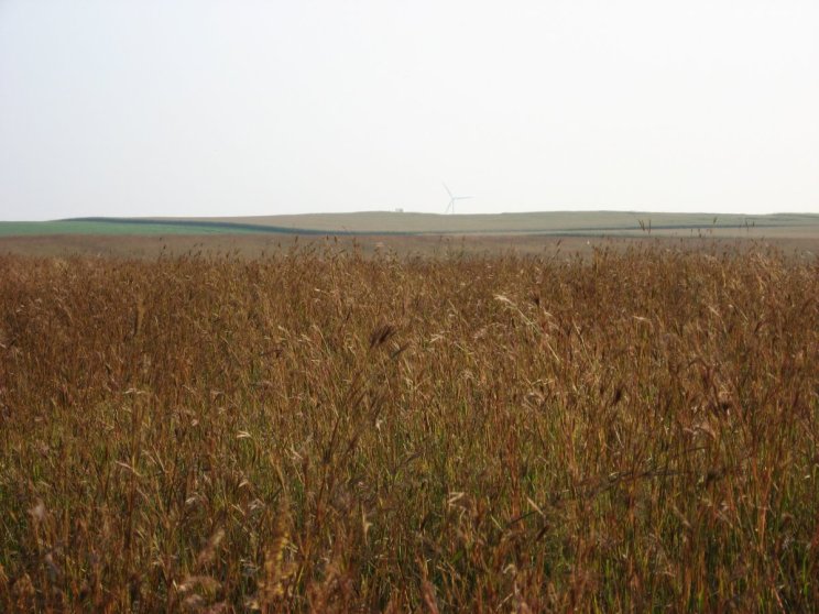 Native grasses pic