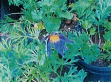 pasque-flower-hybrid