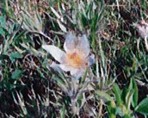 pasqueflower-native