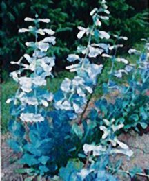 penstemon-shell-leaf