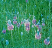 prairie-clover-purple-bismarck