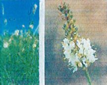 prairie-clover-white-antelope