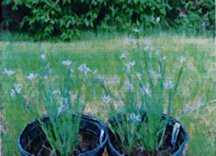 prarie-blue-eyed-grass
