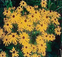 rudbeckia-goldstrum