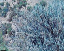 sagebrush-big