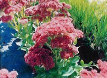 sedum-autumn-joy