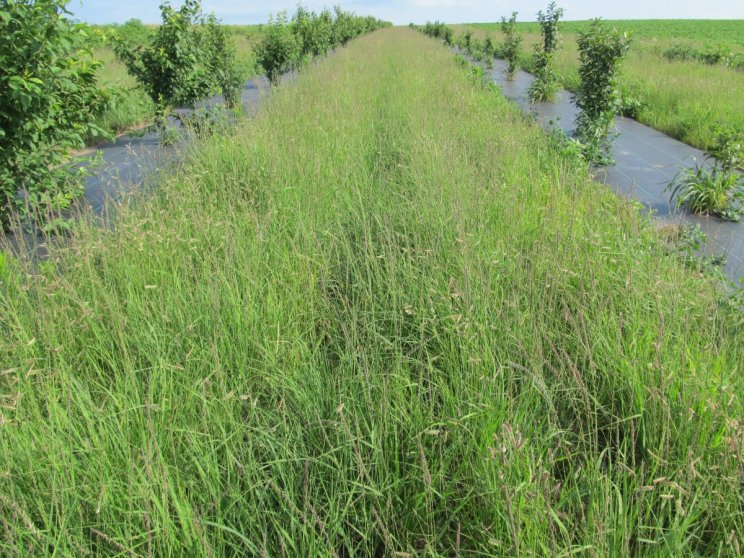 Standard tree belt mix 50_50 sideoats grama and blue grama