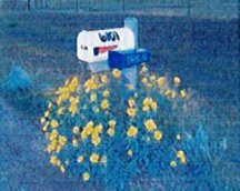 sunflower-maximilian-medicine-creek