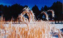 wildrye-canada-mandan