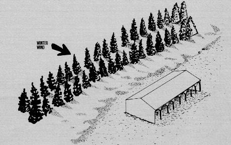 Shelterbelt for livestock